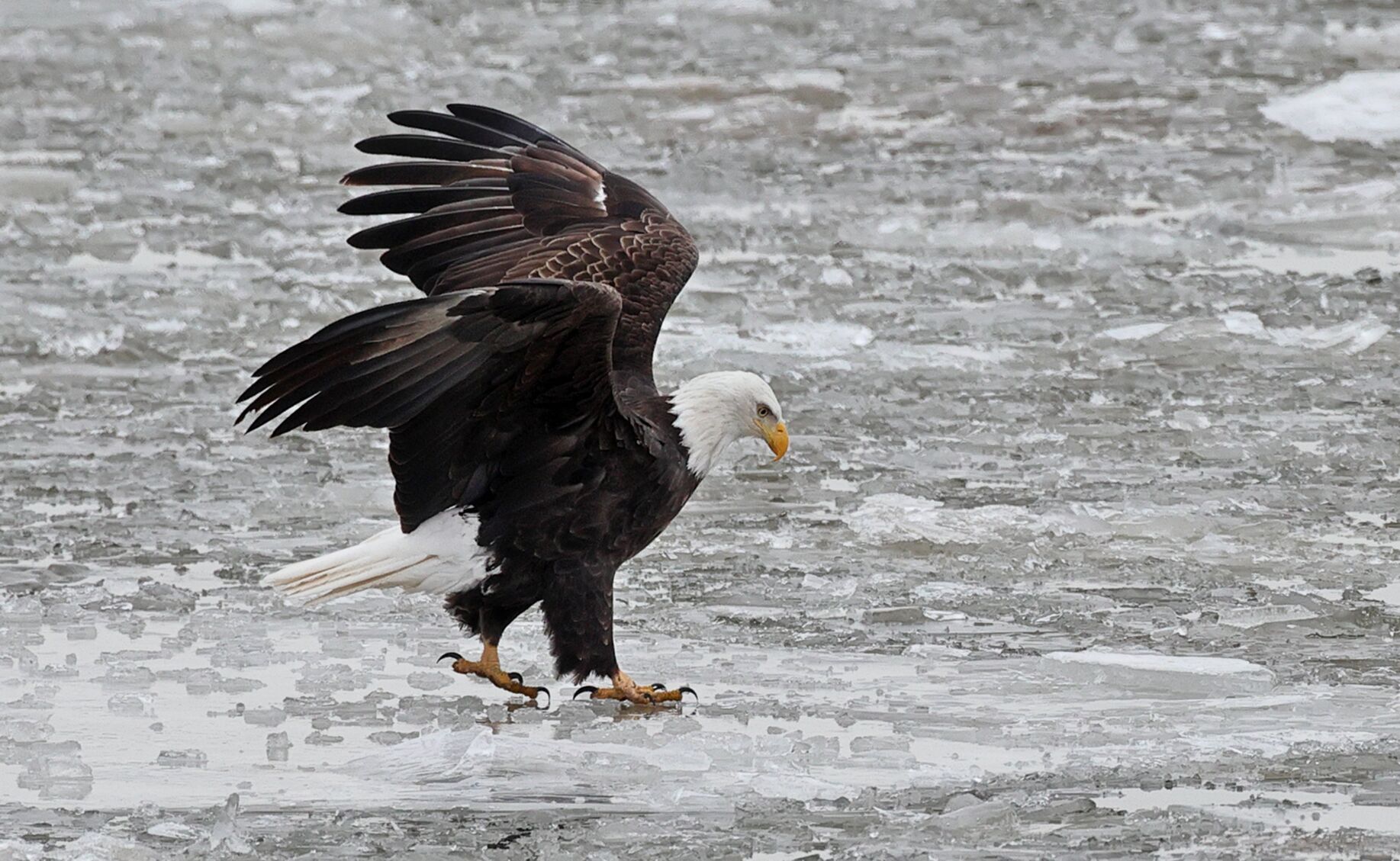 Eagles along the Mississippi River between Alton and Grafton